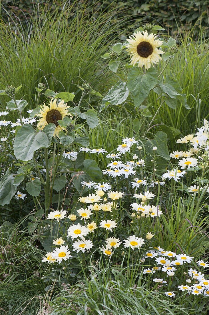 Weiß - gelbes Beet mit Helianthus annuus 'Buttercream' (Sonnenblumen)
