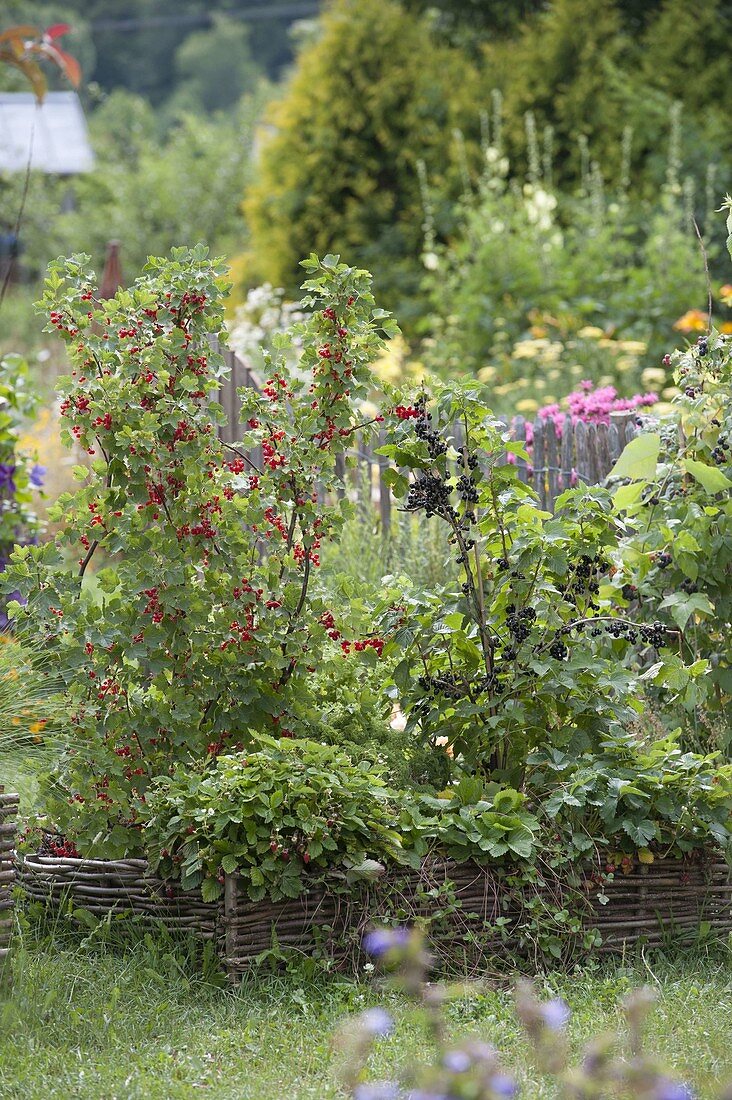 Johannisbeeren in Beet mit Einfassung aus Haselruten