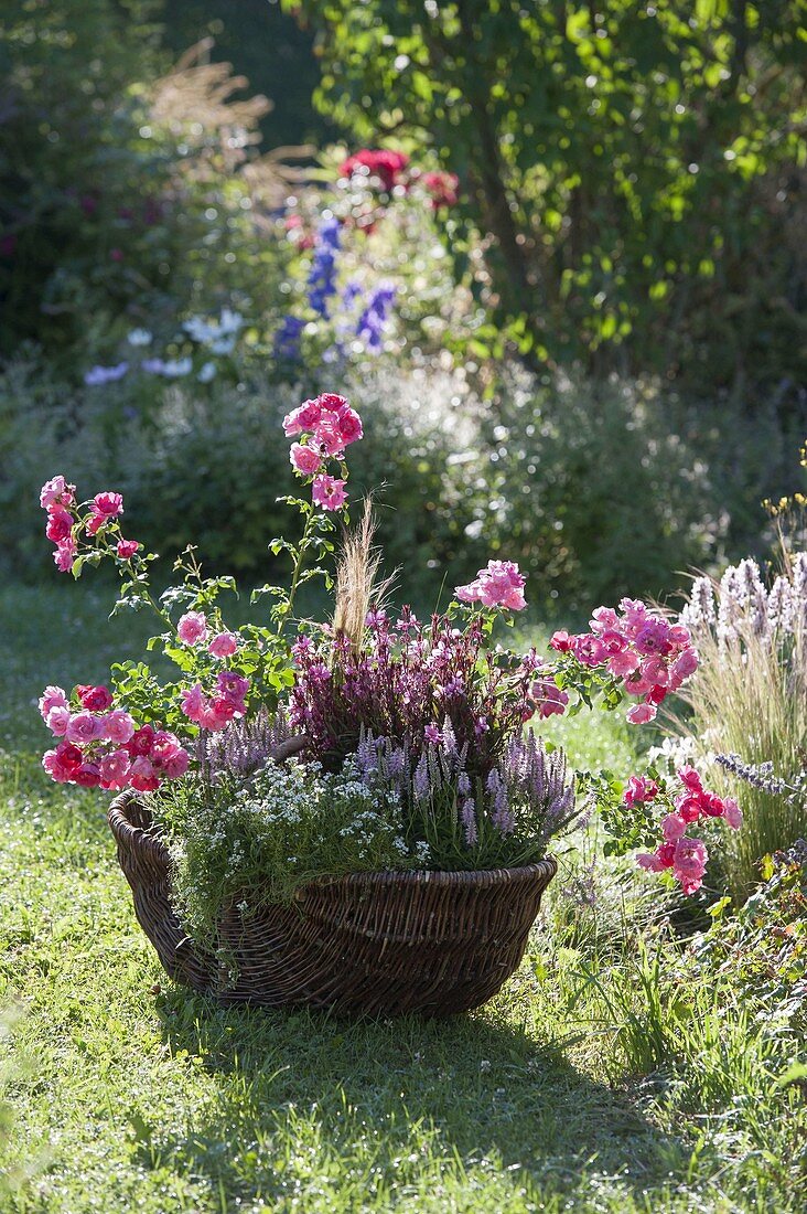 Planted wicker basket in grass-roses, Veronica spicata 'Inspire Pink'