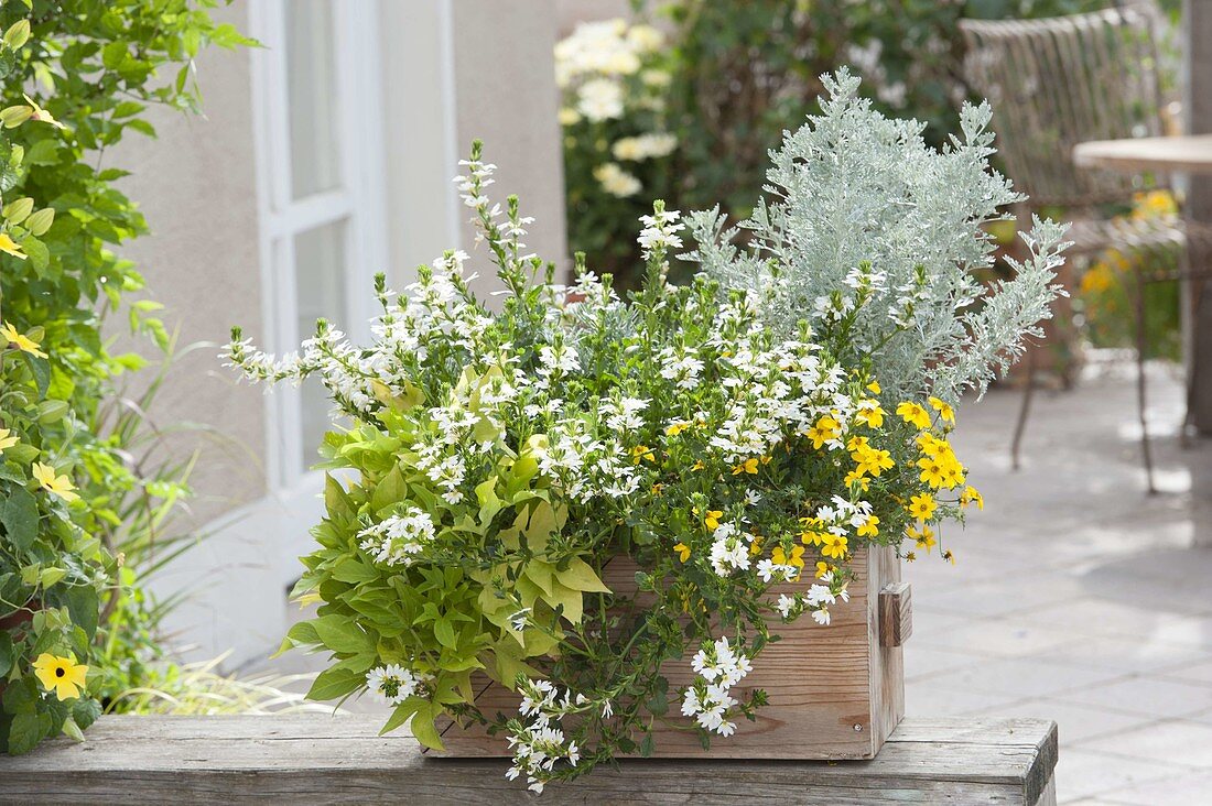 Wooden box planted with white-yellow Scaevola 'Early Compact White'