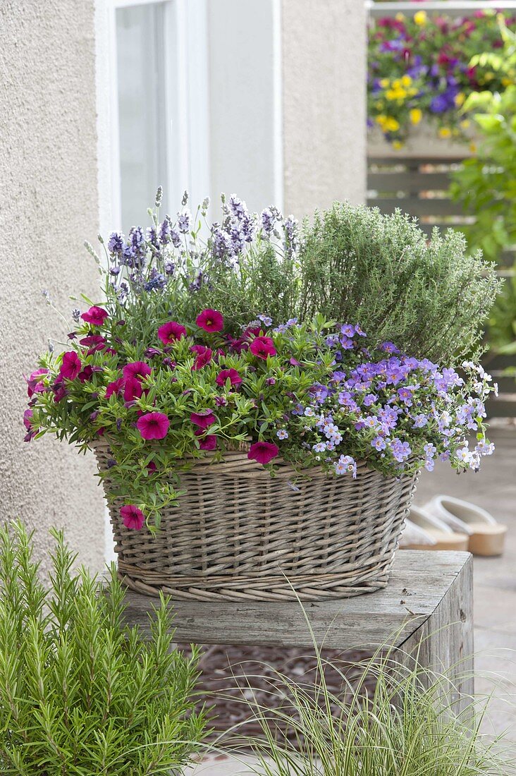 Basket with thyme, lavender, calibrachoa