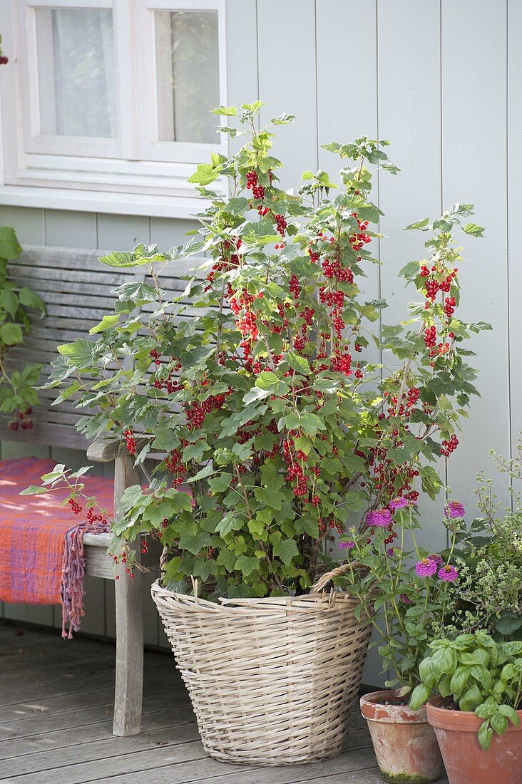 Balcony with red currants