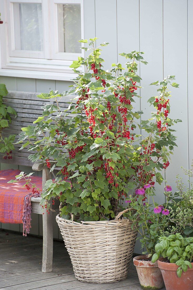 Balkon mit roten Johannisbeeren