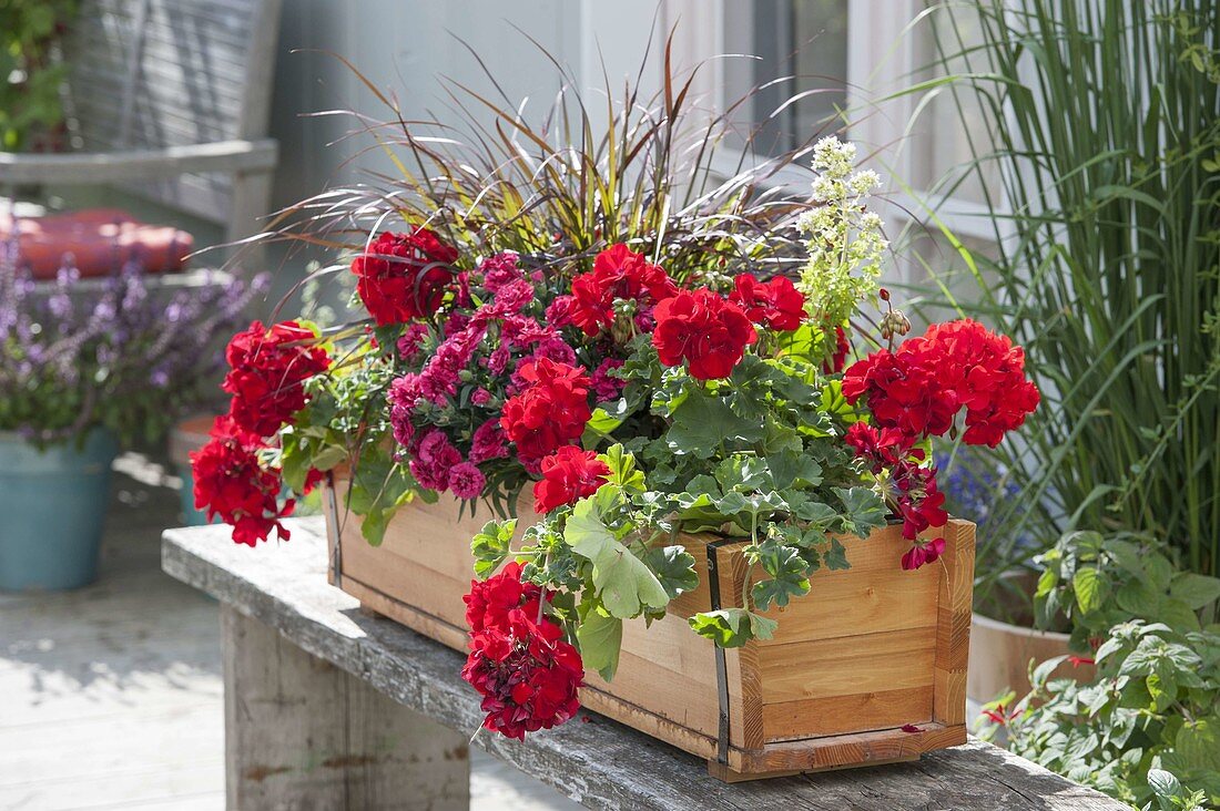 Pelargonium zonale 'Antony' (Stehende Geranien), Dianthus caryophyllus