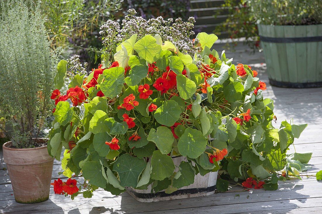 Tropaeolum 'Tip Top Scarlet' (nasturtium), Roman wormwood