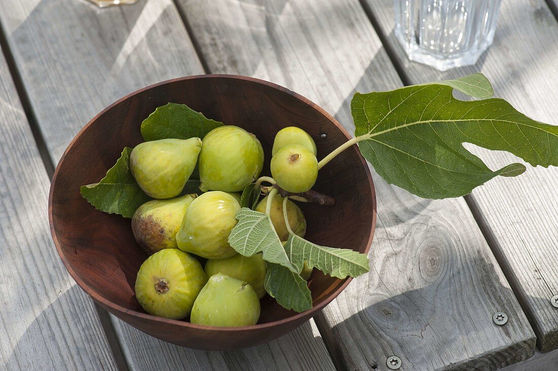 Freshly picked figs (Ficus carica) in wooden bowl