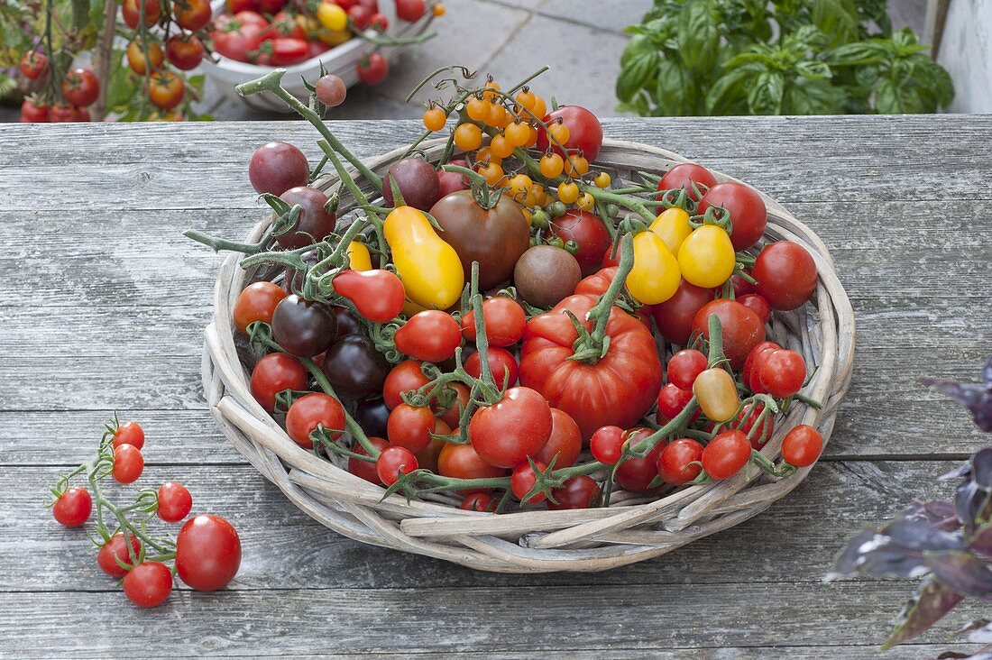 Verschiedene Tomaten - Sorten im runden Korb