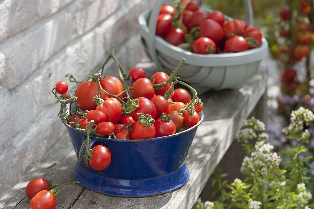 Frisch geerntete Tomaten (Lycopersicon) in Emaille-Schüssel und Spankorb