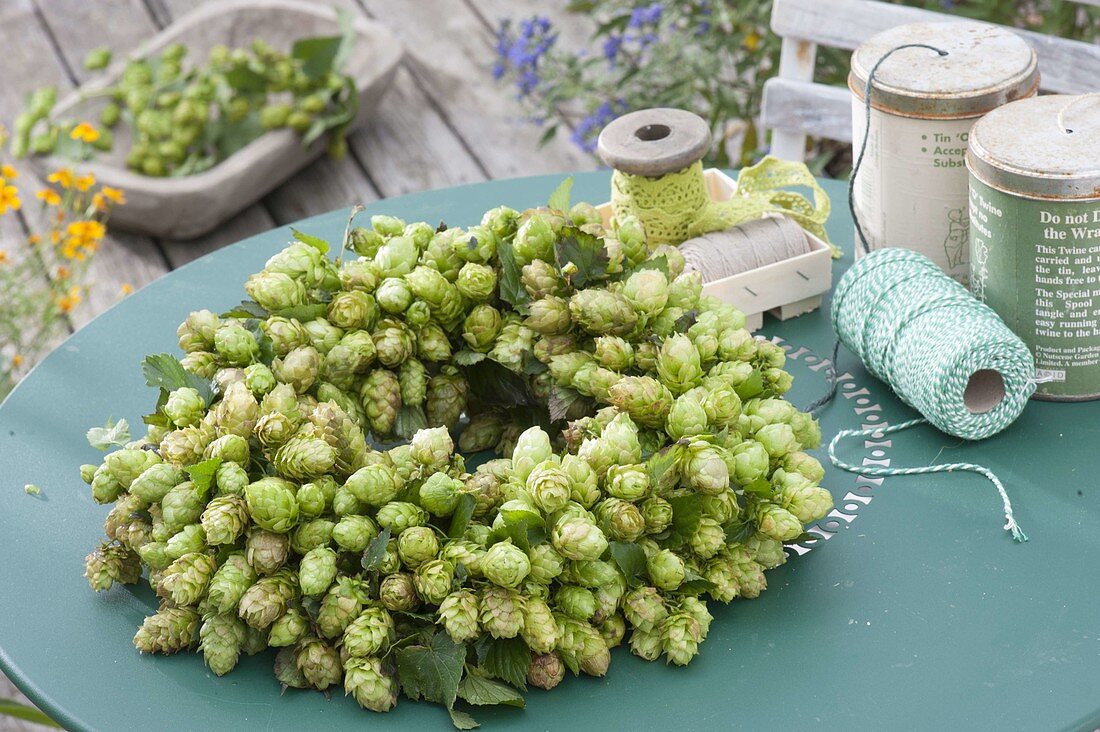 Wreath of Humulus lupulus (hops)