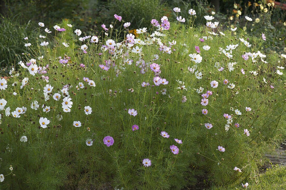 Cosmos bipinnatus (garden cosmos) in flower bed
