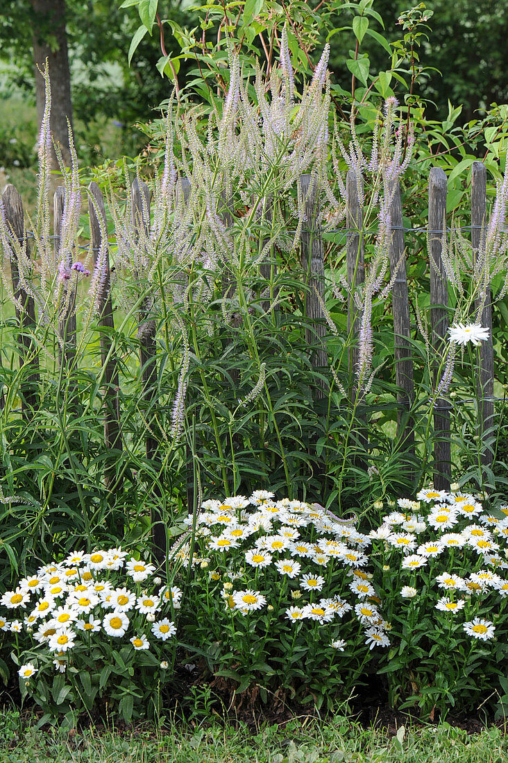 Veronicastrum virginicum 'Lavendelturm' (Kandelaber-Ehrenpreis