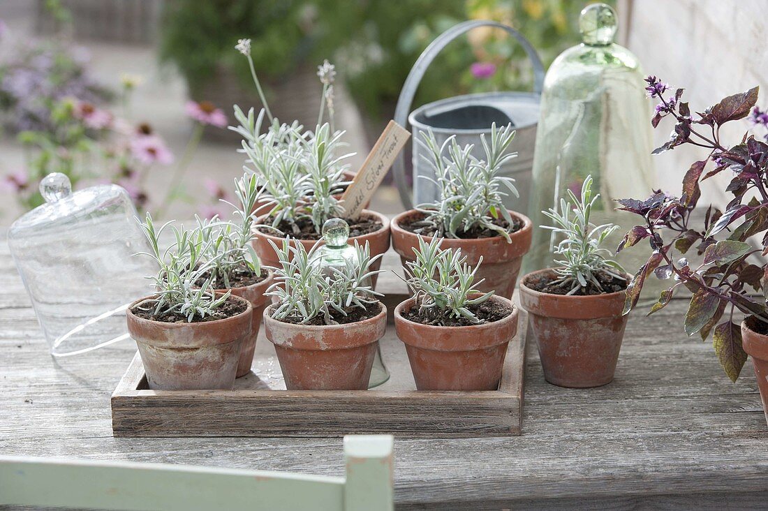 Freshly picked lavender 'Silver Frost' cuttings