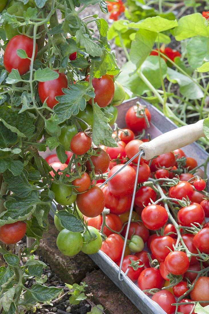 Tomaten 'Mirabelle' rot (Lycopersicon) am Strauch und frisch gepflückt