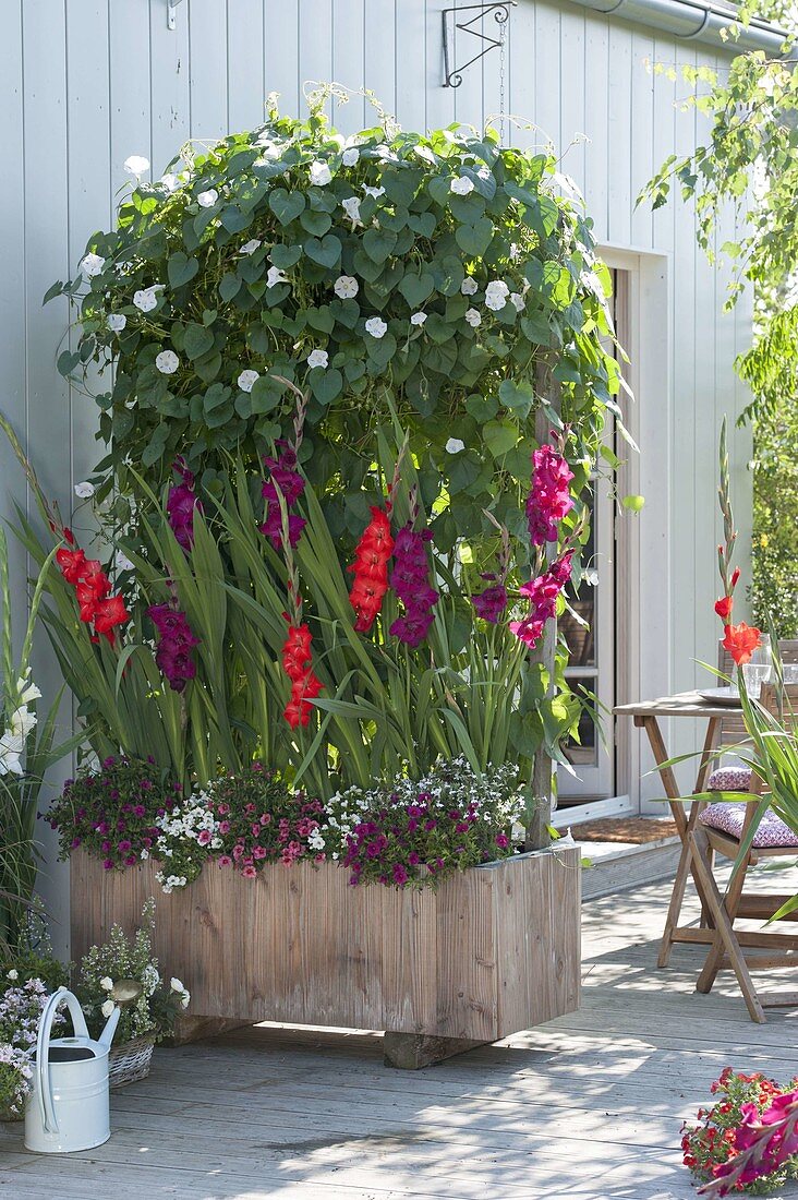 Holzkasten mit Rankgerüst als Sichtschutz : Gladiolus 'Plum Tart'
