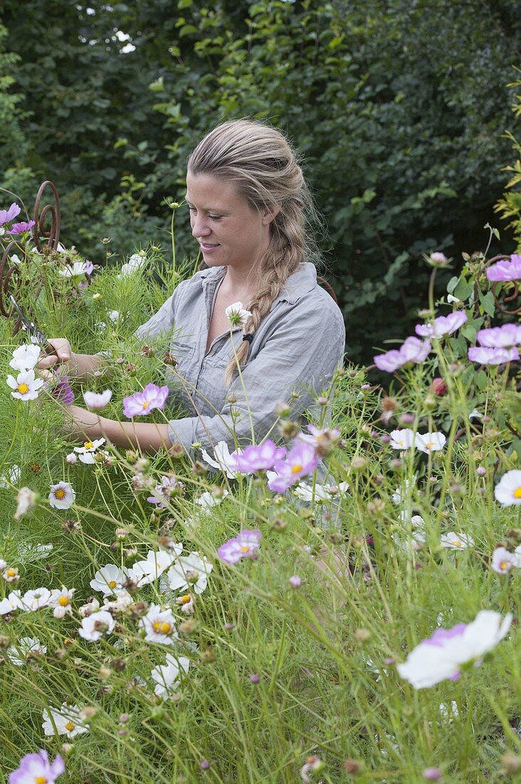 Frau schneidet Schmuckkörbchen-Blüten