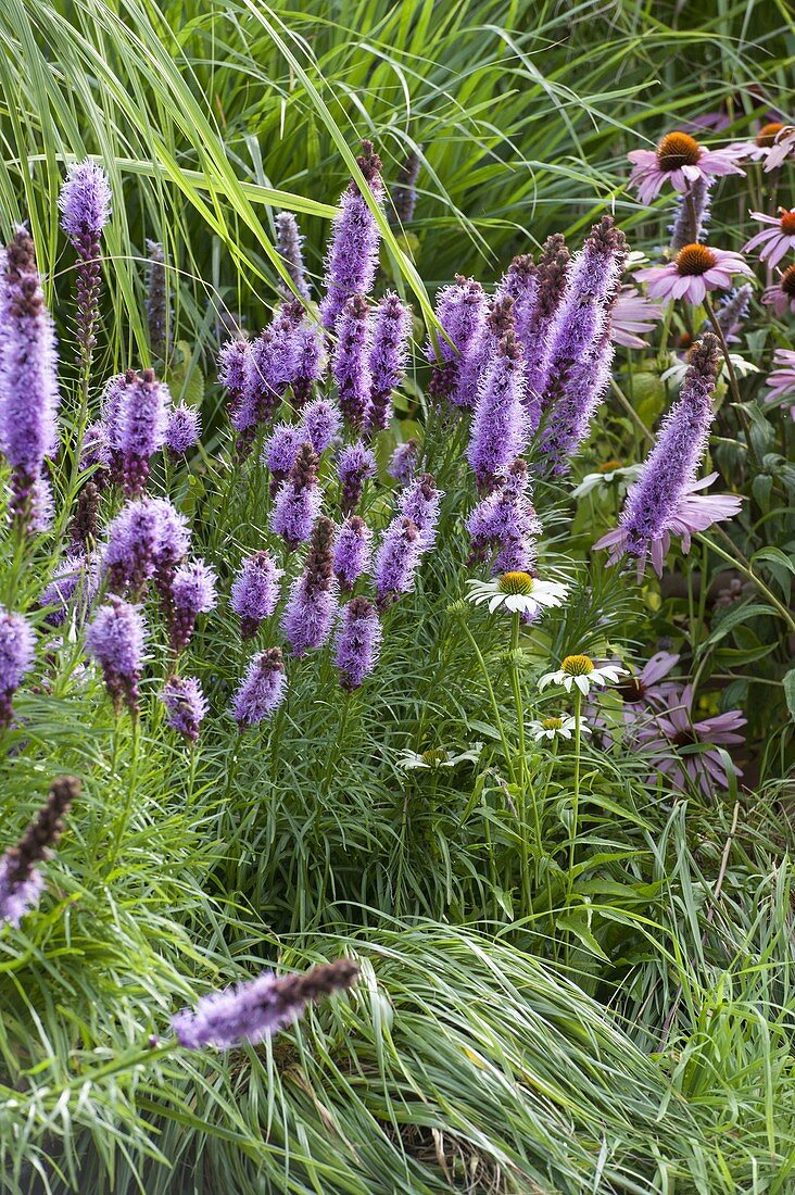 Liatris spicata (Prachtscharte) zwischen Gräsern