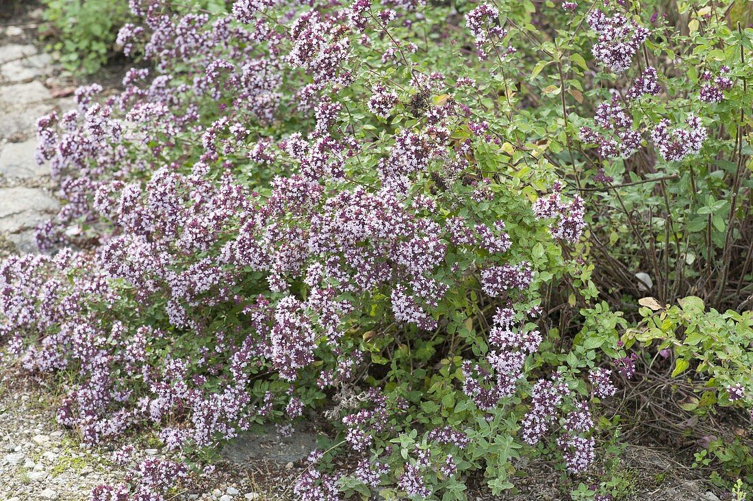 Origanum vulgare 'Kulturform' - Oregano, Dost , gute Bienenweide