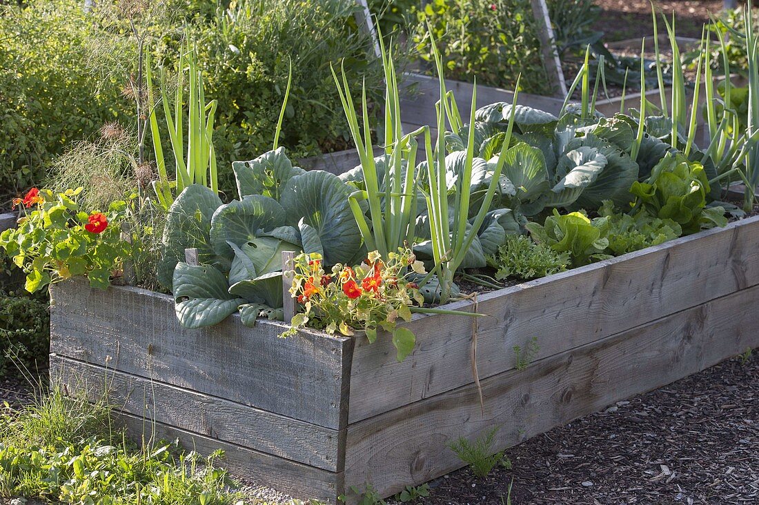 Homebuilt raised bed of boards with vegetables