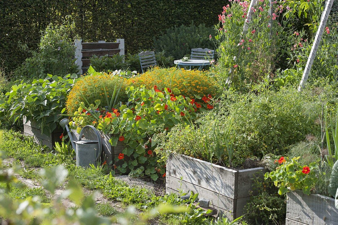 Self made raised bed of nasturtium and tagetes boards