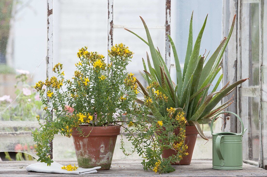 Hypericum perforatum and aloe vera in clay pots at the window