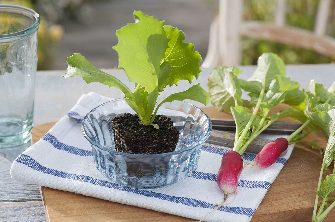 Gemüse als Serviettendeko: Jungpflanze von Eissalat (Lactuca sativa)