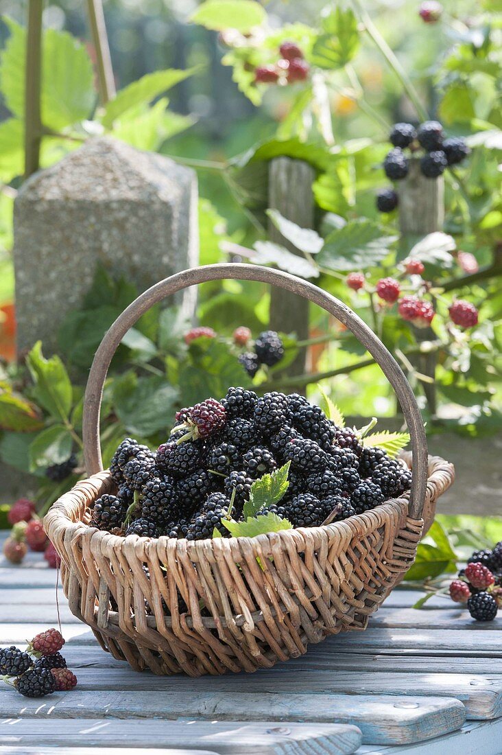 Frisch gepflueckte Brombeeren (Rubus fruticosus) in Spankorb