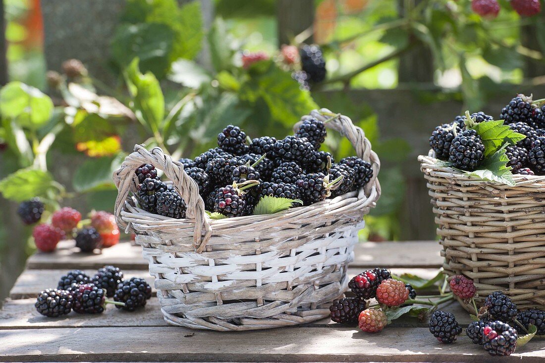 Freshly picked blackberries (Rubus fruticosus) in baskets