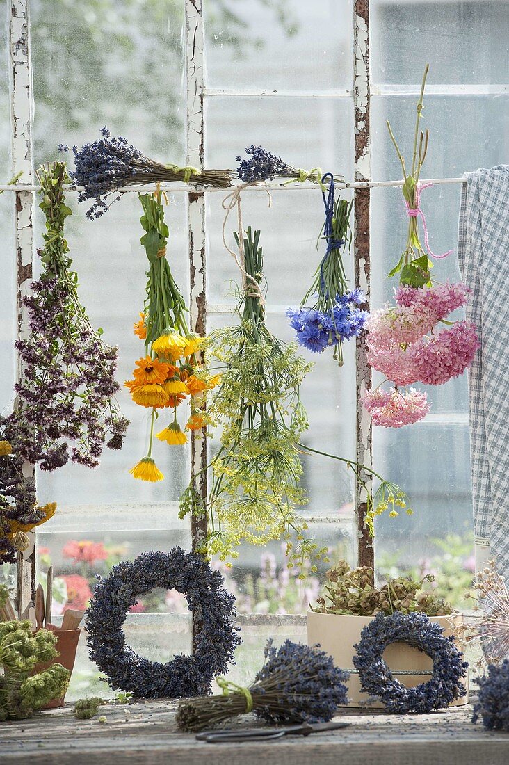 Dry herbs and flowers by the window