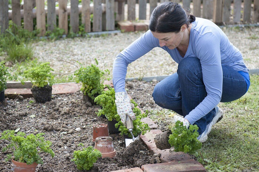 Prepare the vegetable bed and plant the casing of parsley
