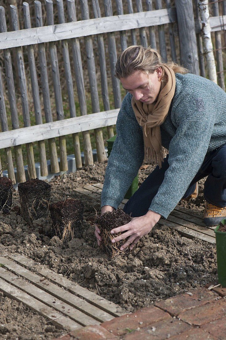 Green asparagus plants in vegetable bed