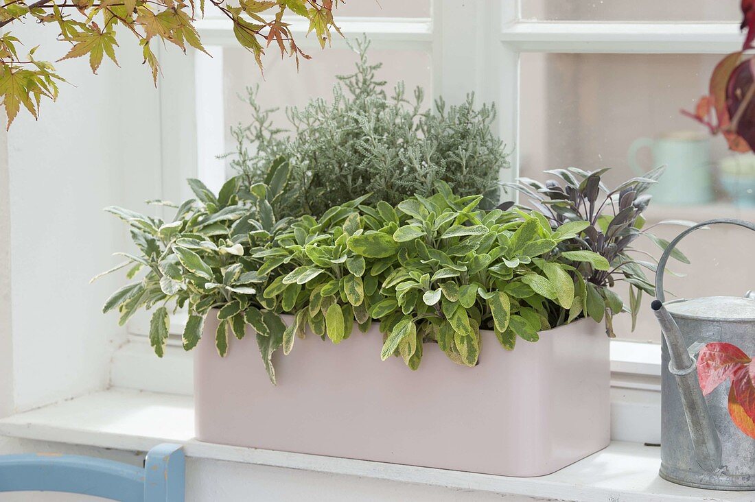 Pastel-pink balcony box with herbs by the window
