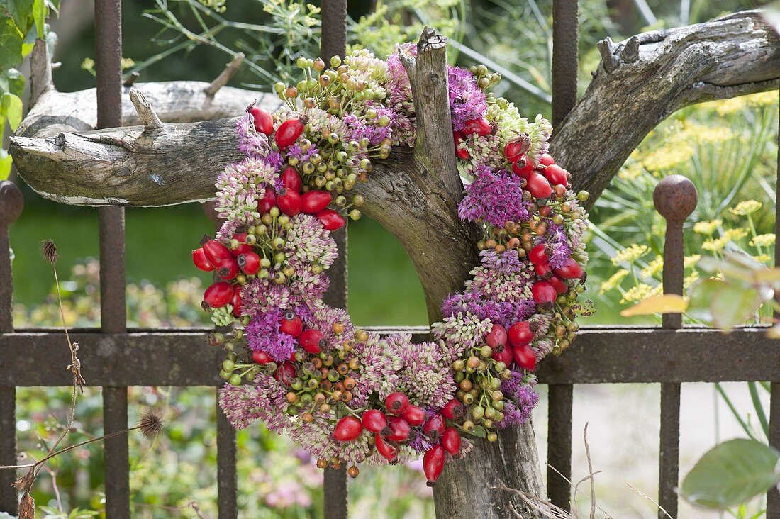 Autumn wreath with Sedum (Fetthenne) and Rosehips (Rosa)