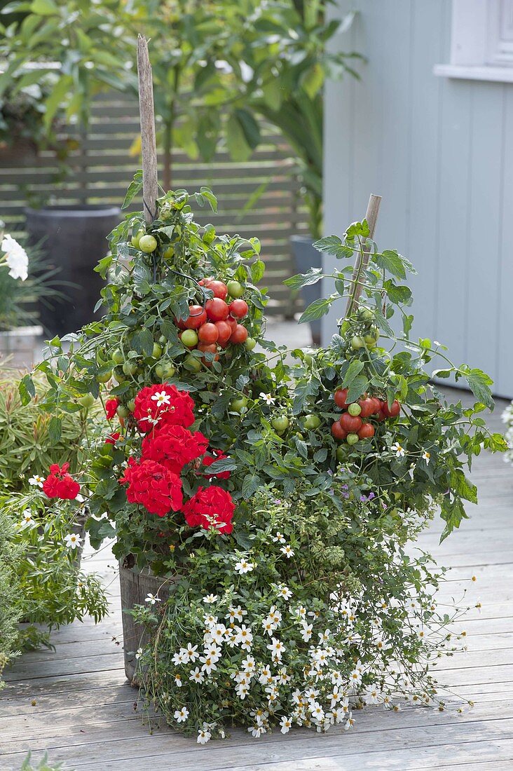 Holz-Fass mit Tomaten (Lycopersicon), Pelargonium zonale (Stehende Geranie