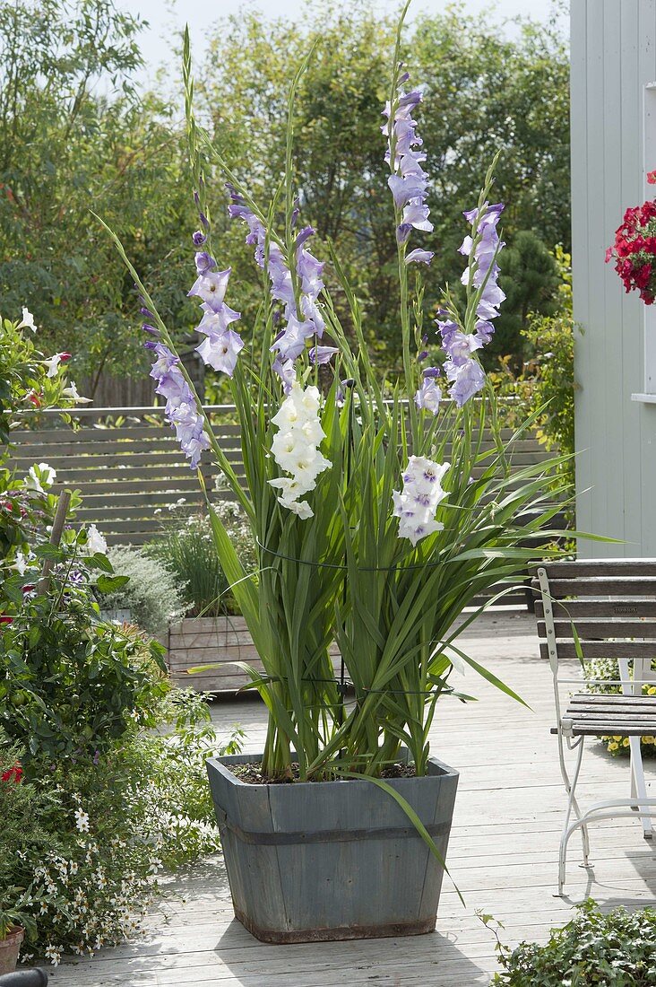 Gladiolus 'Cote d'Azur', 'White' (gladiolus) in wooden tub