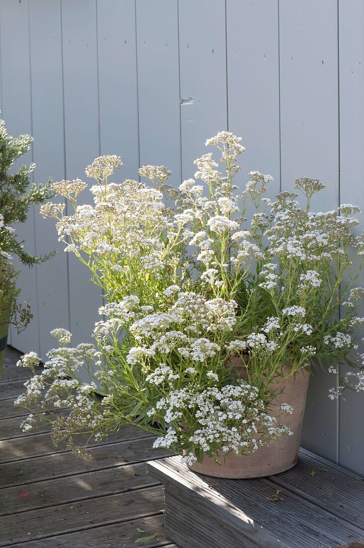 Gypsophila paniculata 'Festival Star' (Schleierkraut)