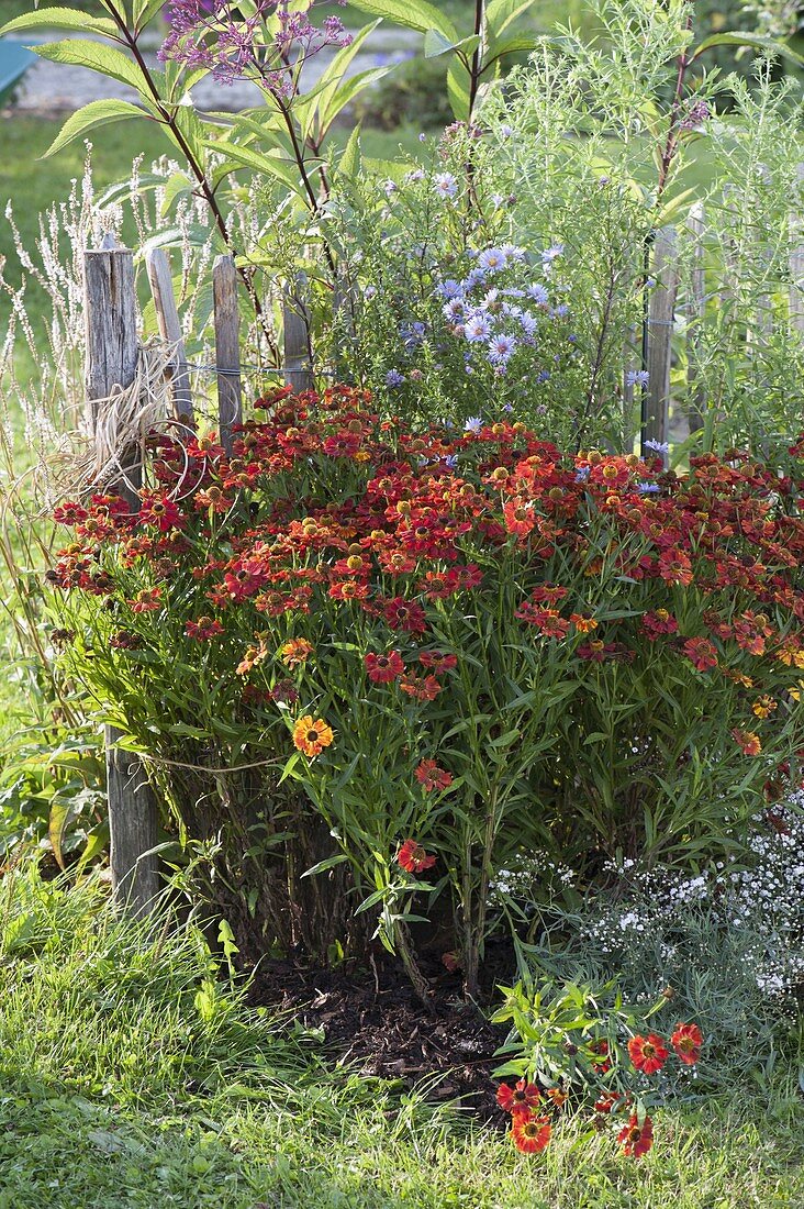 Perennial flowerbed with Helenium 'Rubinzwerg', Eupatorium purpureum