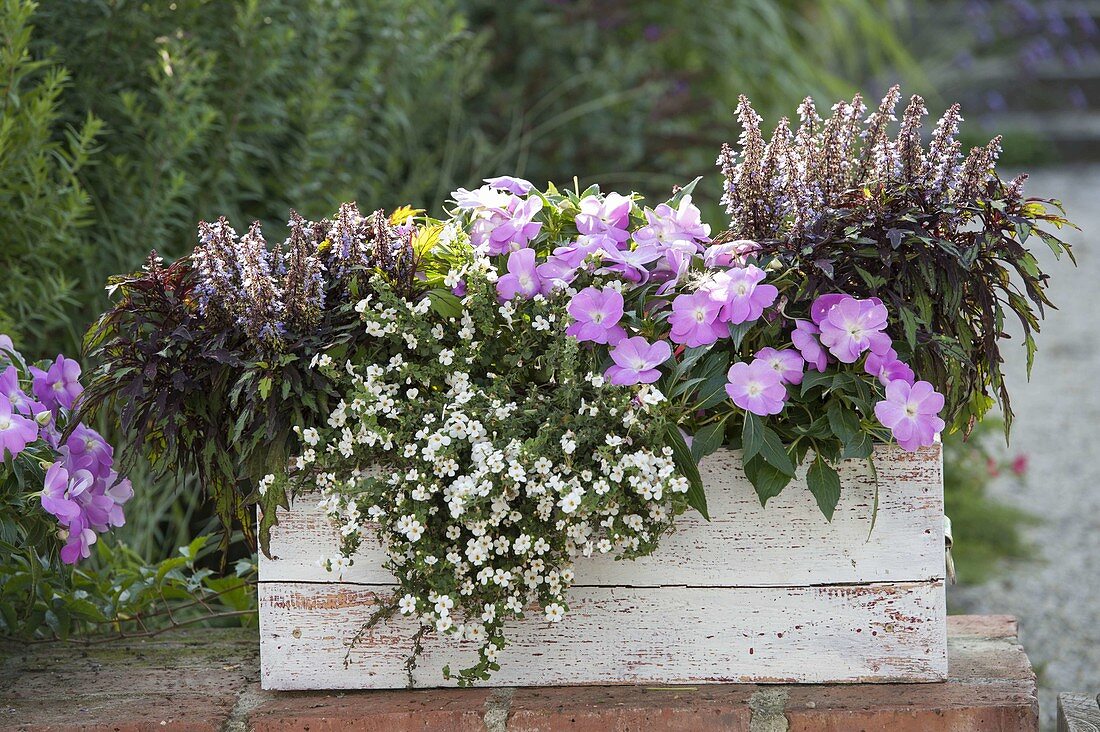 White wooden box with plants for partial shade