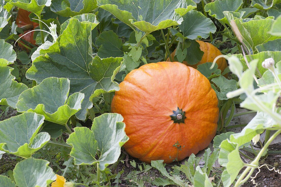 Kürbis (Cucurbita pepo) im Beet