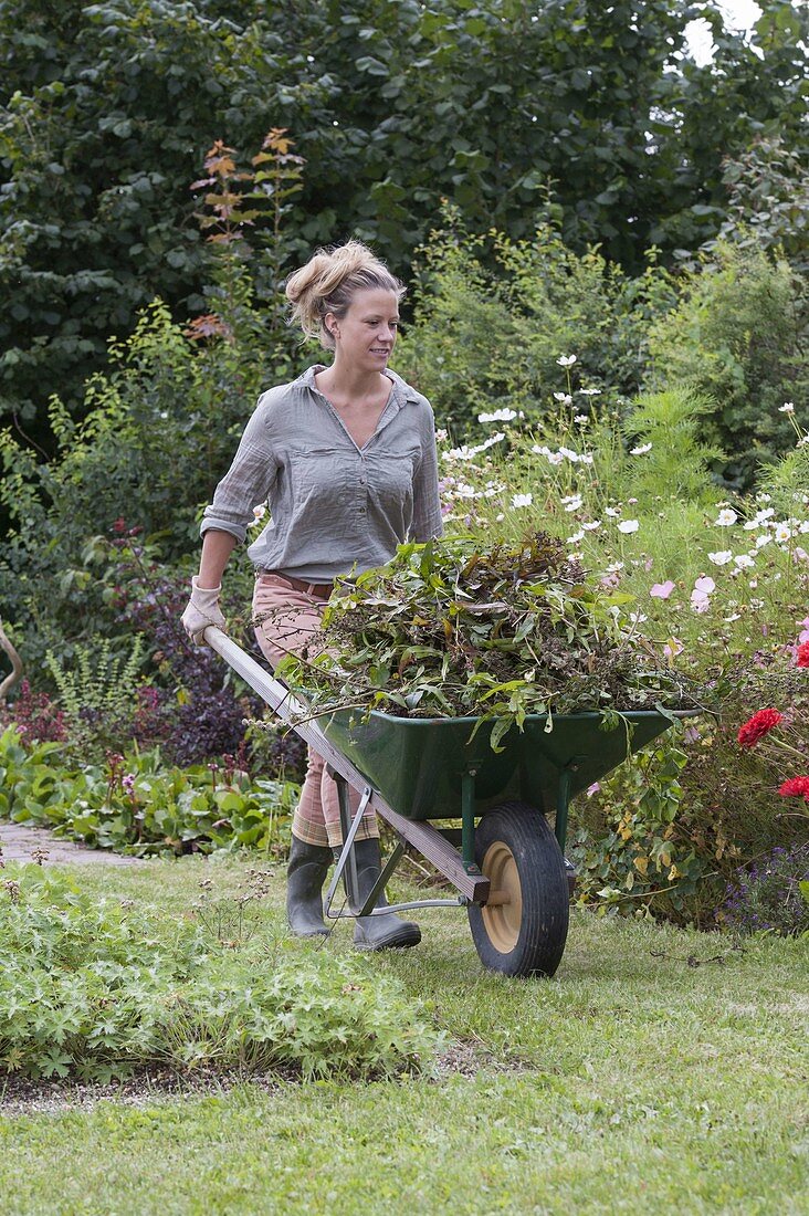 Woman drives wheelbarrow with perennials and flowers prunings