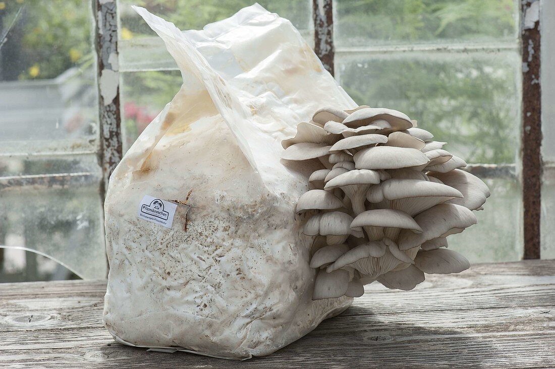 Oyster mushrooms, veiled oyster, fruiting bodies grow