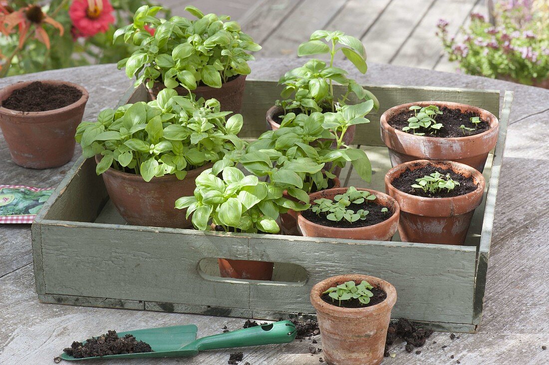 Young Basil plants and seedlings in clay pots