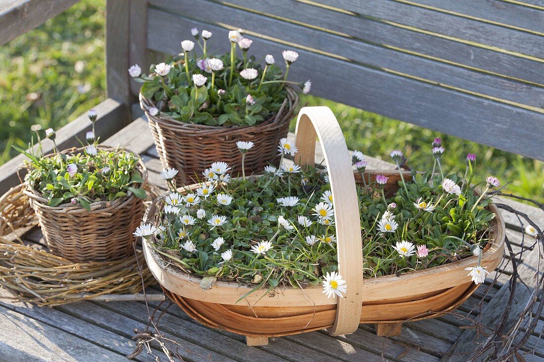 Bellis perennis (daisies) planted in baskets