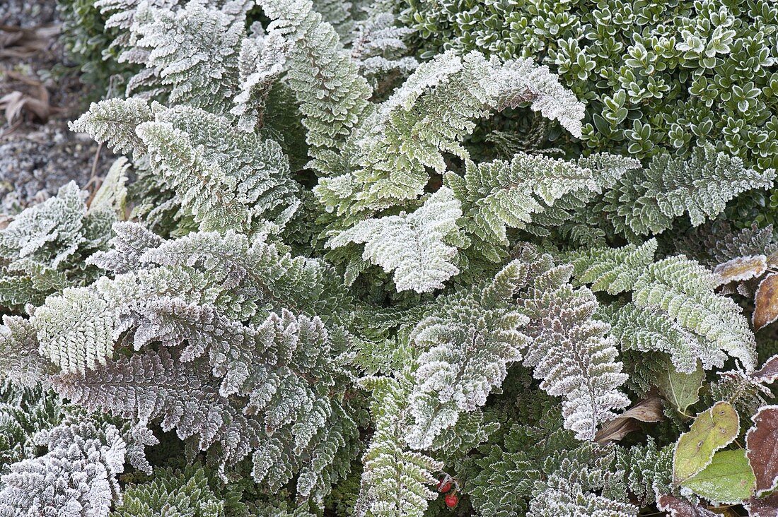 Winterliches Beet mit Rauhreif