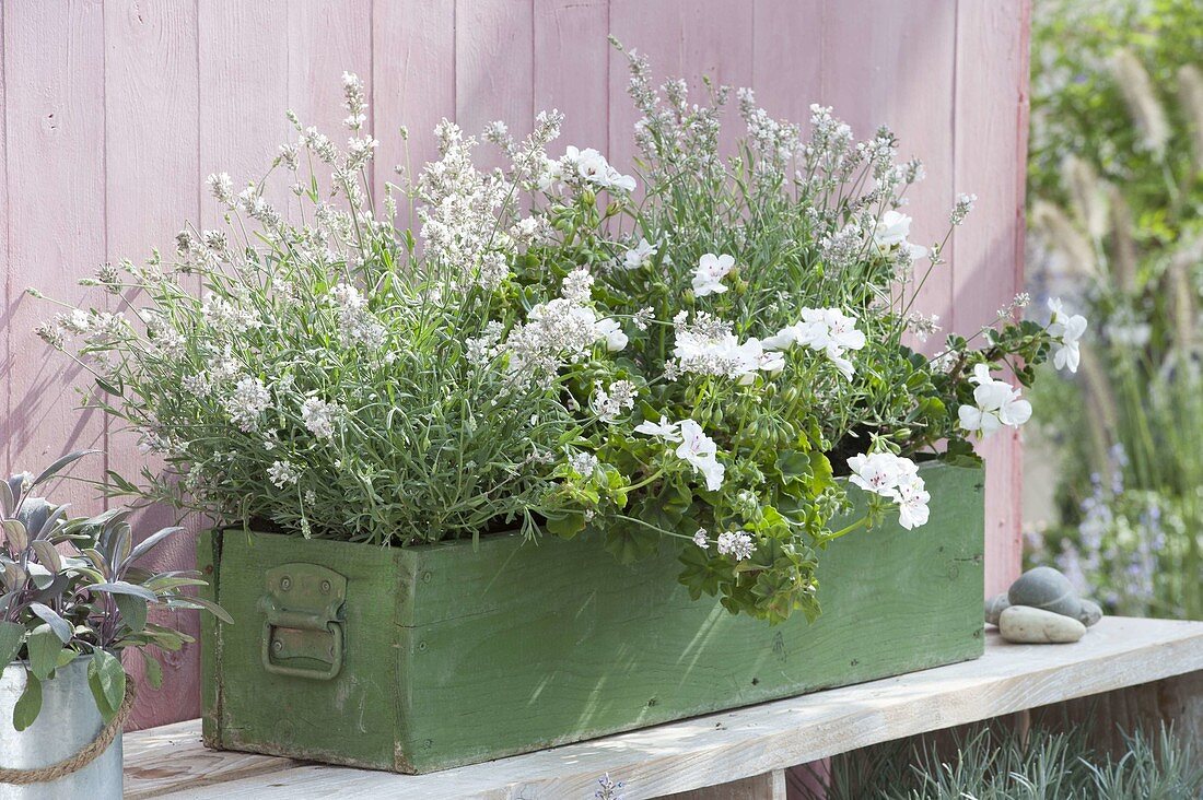 Green wooden box planted white with Pelargonium peltatum 'White Pearl'
