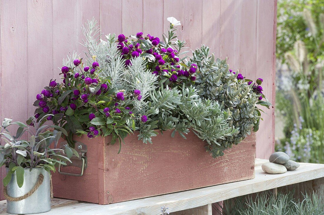 Wooden box planted in silver and magenta, Gomphrena globosa