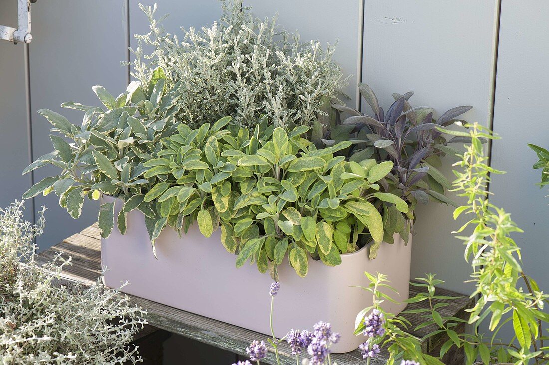 Various types of sage in plastic box-Salvia officinalis 'Rotmühle'