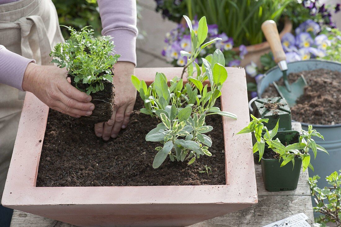 Planting a terracotta shell with shrubs