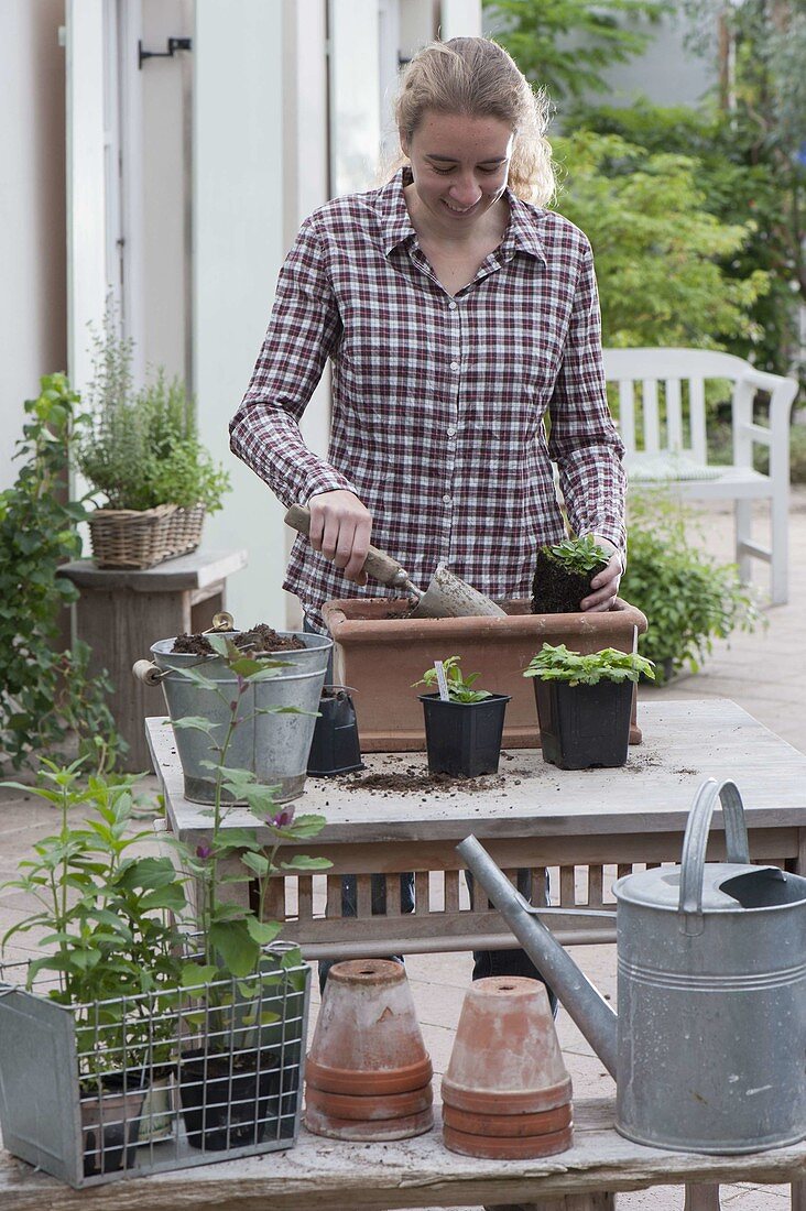 Plant terracotta boxes with perennials