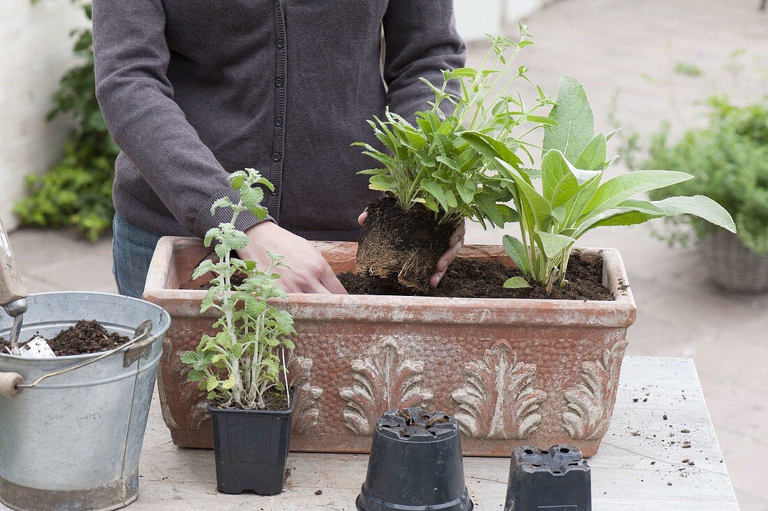 Plant terracotta boxes with perennials