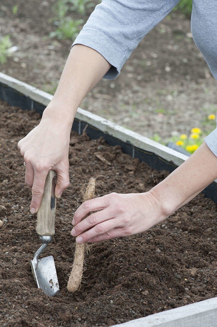 Plant the light root in the raised bed